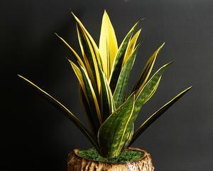 黄金兰——花语与寓意（探寻黄金兰的神秘面纱）