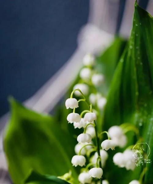 铃兰花的花语与传说——解读芬芳与神秘的象征（探寻铃兰花的隐喻之美与迷人传说）