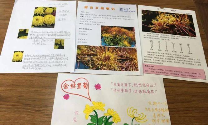 菊花浇水注意事项（如何科学合理浇水）