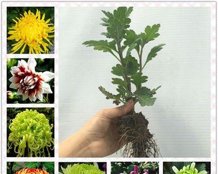菊花浇水注意事项（如何科学合理浇水）