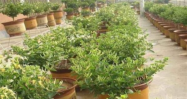 金银花树的种植与养护方法（打造美丽庭院的金银花树）