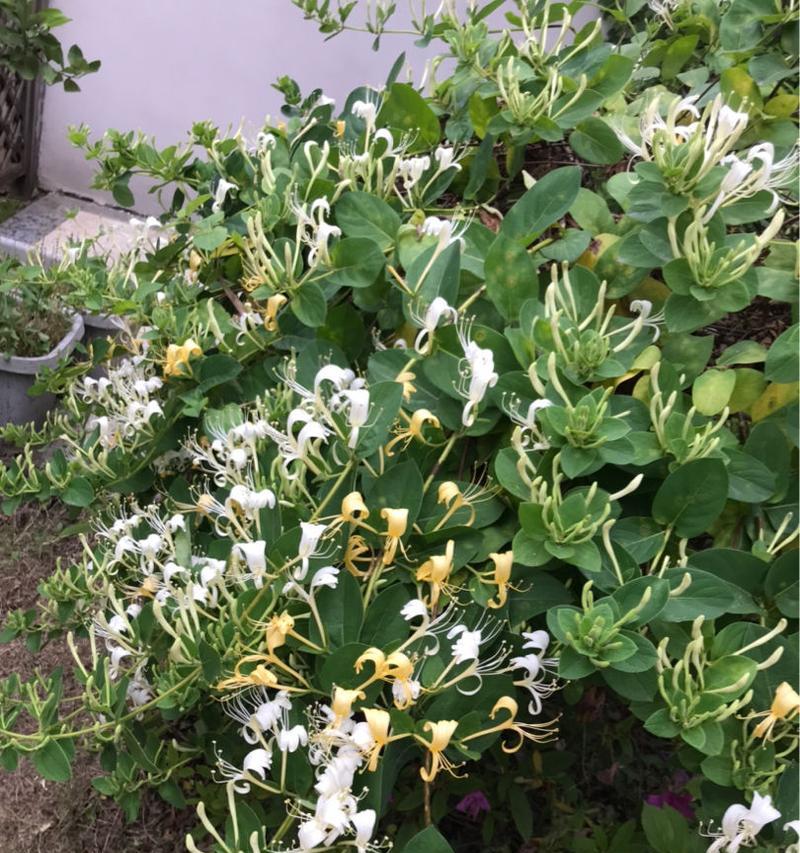 金银花树的种植与养护方法（打造美丽庭院的金银花树）