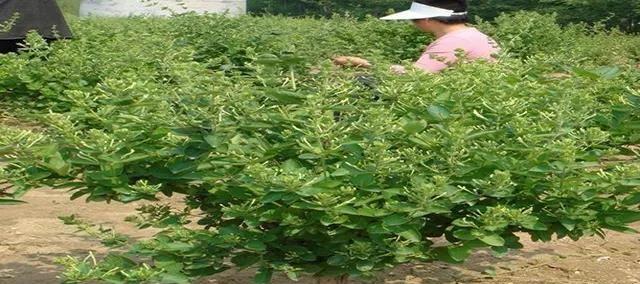 金银花树的种植与养护方法（打造美丽庭院的金银花树）