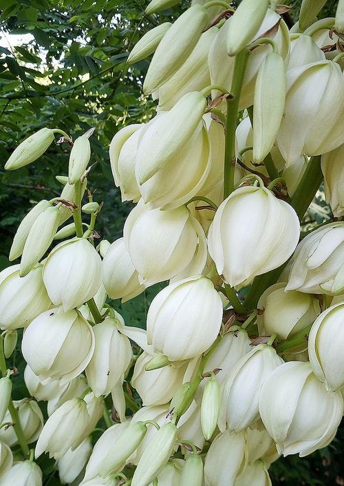 凤尾丝兰花语(借凤尾丝兰花语) 凤尾丝兰花语(借凤尾丝兰花语)