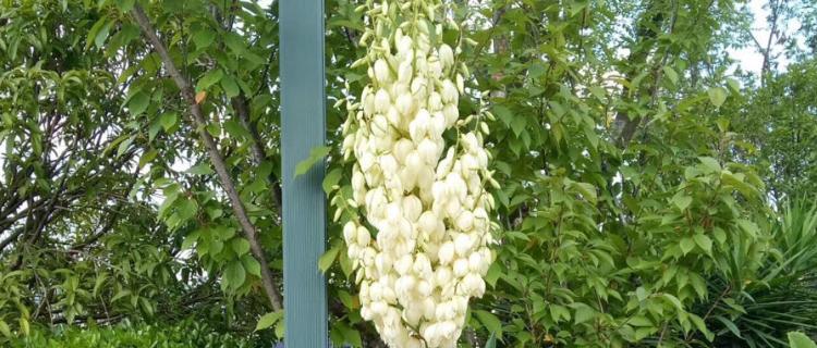 凤尾丝兰花语(借凤尾丝兰花语) 凤尾丝兰花语(借凤尾丝兰花语)