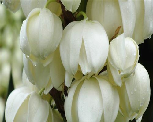 凤尾丝兰花语(借凤尾丝兰花语) 凤尾丝兰花语(借凤尾丝兰花语)