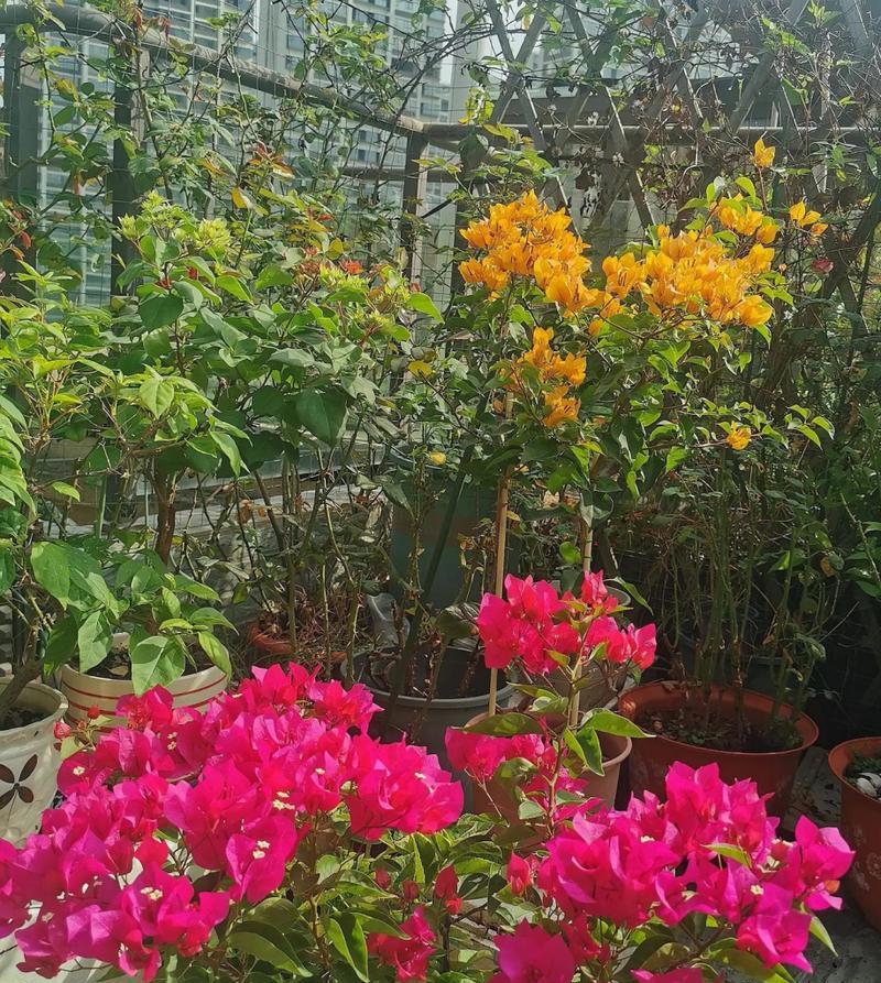 三角梅蓝月亮勤花,花期绽放如梦(三角梅蓝月亮勤花的独特之处和养殖技巧) 三角梅蓝月亮勤花,花期绽放如梦(三角梅蓝月亮勤花的独特之处和养殖技巧)