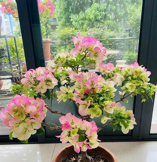 三角梅蓝月亮勤花,花期绽放如梦(三角梅蓝月亮勤花的独特之处和养殖技巧) 三角梅蓝月亮勤花,花期绽放如梦(三角梅蓝月亮勤花的独特之处和养殖技巧)
