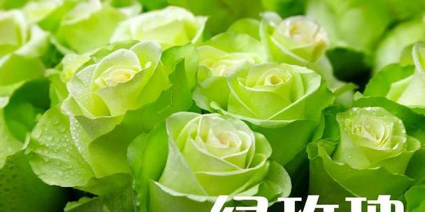 九朵玫瑰的花语之美（九朵玫瑰的花语解读及传达）
