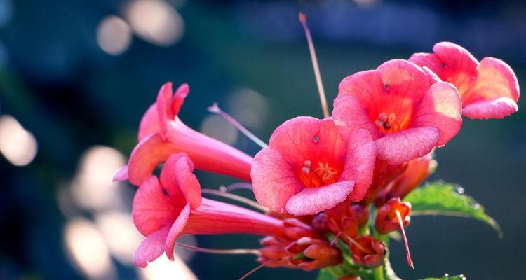 浪漫、爱情与美丽——解读凌霄花的象征意义（凌霄花在文学）
