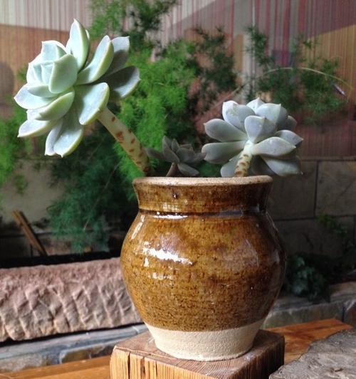 陶土种花可行性分析（探讨陶土作为花盆材料的优劣势与种植技巧）