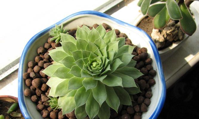 陶土种花可行性分析（探讨陶土作为花盆材料的优劣势与种植技巧）