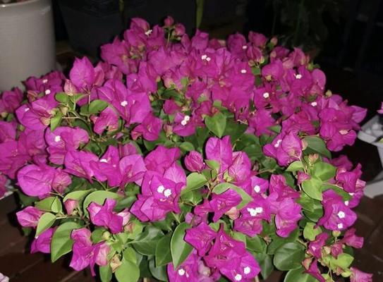 为什么三角梅不开花（探寻三角梅不开花的原因和解决方法）