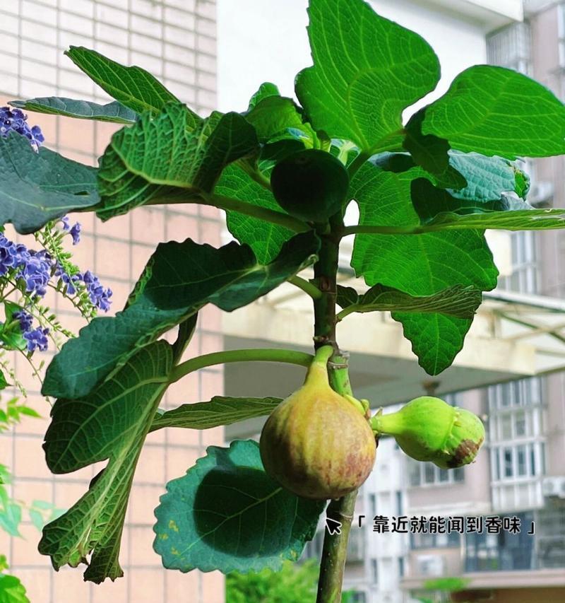 无花果冬季移栽的技巧与注意事项（如何保证无花果在冬季移栽后存活）