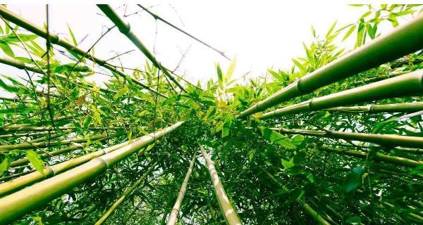竹子的象征意义及其美妙之处（探索竹子在文化与自然中的重要地位）