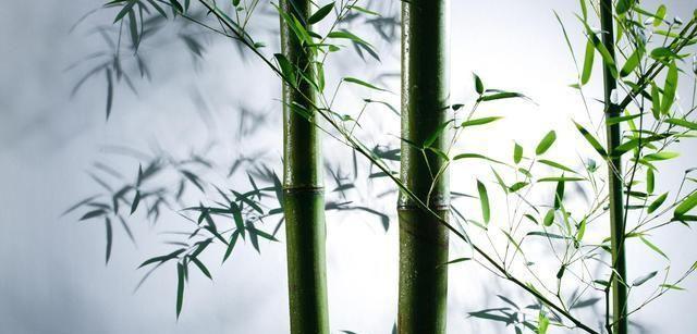 竹子的象征意义及其美妙之处（探索竹子在文化与自然中的重要地位）