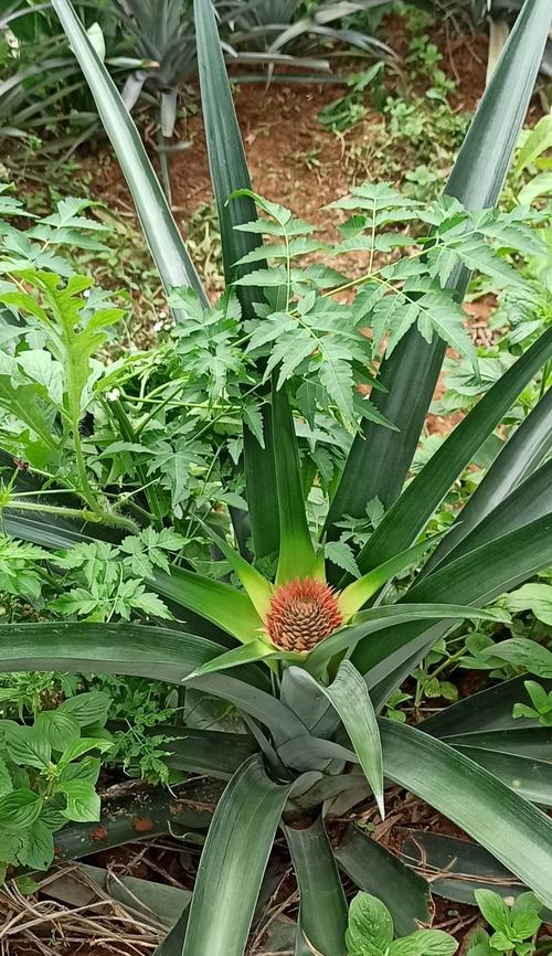 菠萝的生长环境和适宜地区（探究菠萝的生长条件和产地特点）