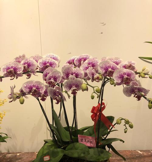 蝴蝶兰传说故事——华丽与自由的化身(蝴蝶兰花语) 蝴蝶兰传说故事——华丽与自由的化身(蝴蝶兰花语)