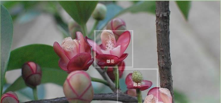 黑塔子开花结果的养护方法(让黑塔子开出美丽花朵和甜美果实的小技巧) 黑塔子开花结果的养护方法(让黑塔子开出美丽花朵和甜美果实的小技巧)