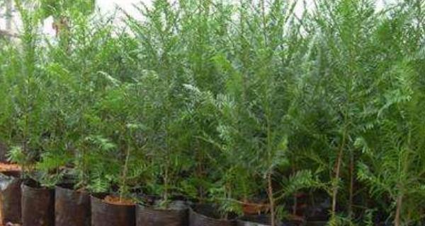 红豆杉的土壤要求及种植方法（了解红豆杉所需的土壤条件）