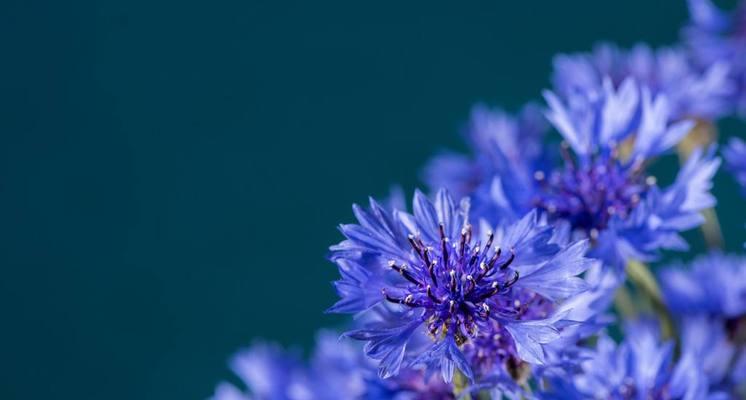 矢车菊花语（倾听矢车菊的花语）
