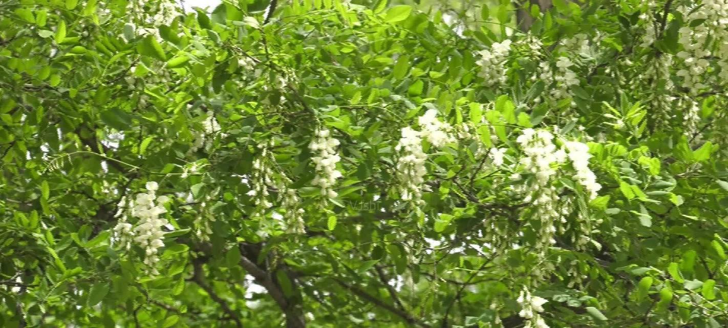 黄槐花的花语（打造秋季温暖色调的黄槐花）