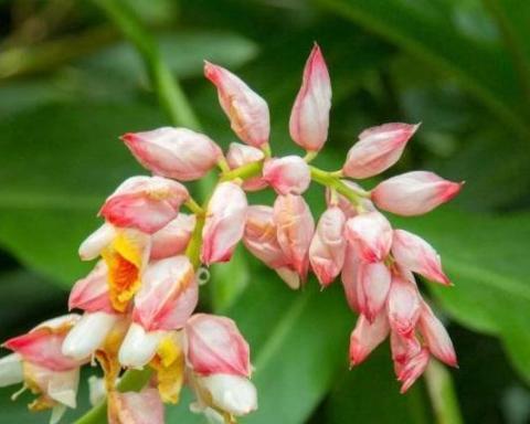姜花花语与寓意（解读姜花的15个含义）
