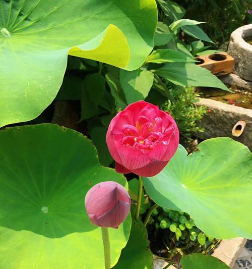 莲花的象征意义与传承（深入解读莲花的内涵）
