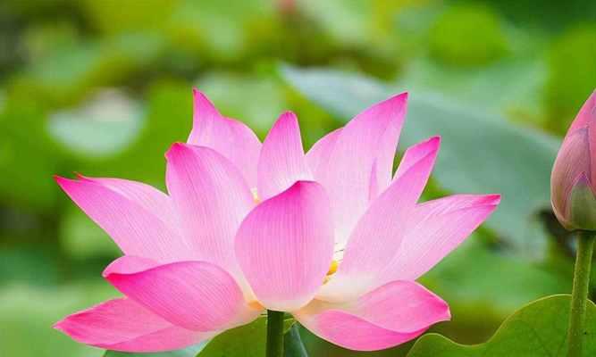 莲花的象征意义与传承（深入解读莲花的内涵）