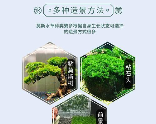 如何养好莫斯草（打造茂密生长的小绿世界）