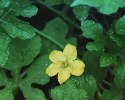 榴莲开花时间及花期(了解榴莲花的美丽与神秘) 榴莲开花时间及花期(了解榴莲花的美丽与神秘)