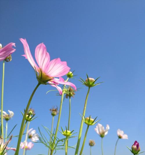 格桑花的花语和寓意（揭示格桑花寓意的九大花语）