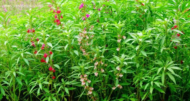 为什么凤仙花不开花（探究凤仙花不开花的原因及解决方法）