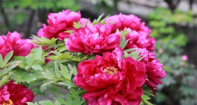 牡丹花的寓意与花语（传承千年的华美与神秘）