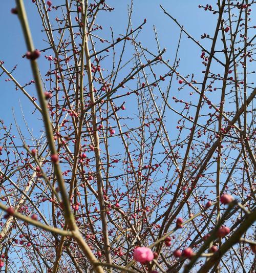 梅花什么时候长花苞（探秘梅花开花奥秘）