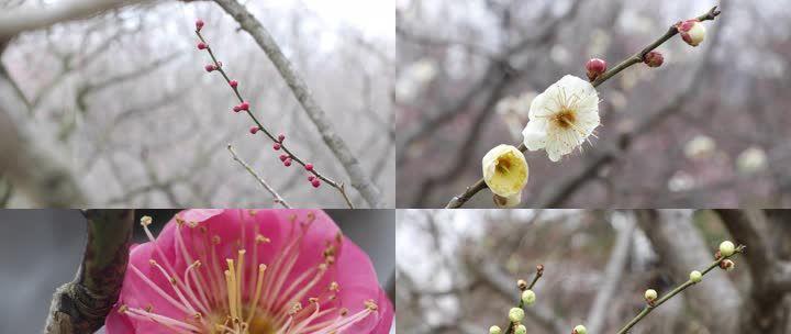 梅花什么时候长花苞（探秘梅花开花奥秘）