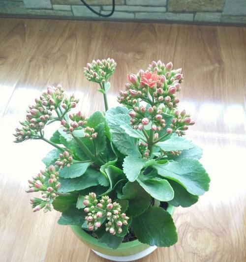 长寿花花语之寓意与传承（探索长寿花花语的文化内涵与象征意义）