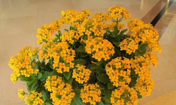 长寿花花语之寓意与传承(探索长寿花花语的文化内涵与象征意义) 长寿花花语之寓意与传承(探索长寿花花语的文化内涵与象征意义)