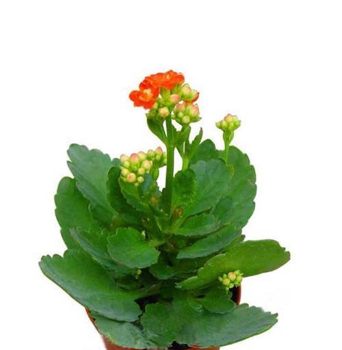 长寿花花语之寓意与传承(探索长寿花花语的文化内涵与象征意义) 长寿花花语之寓意与传承(探索长寿花花语的文化内涵与象征意义)