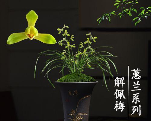 梅花什么时候长花苞（探秘梅花开花奥秘）