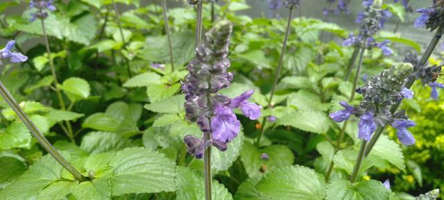 蓝花鼠尾草花语（传达自由、平静和悦耳之美）
