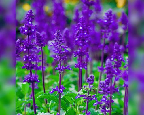 蓝花鼠尾草花语（传达自由、平静和悦耳之美）