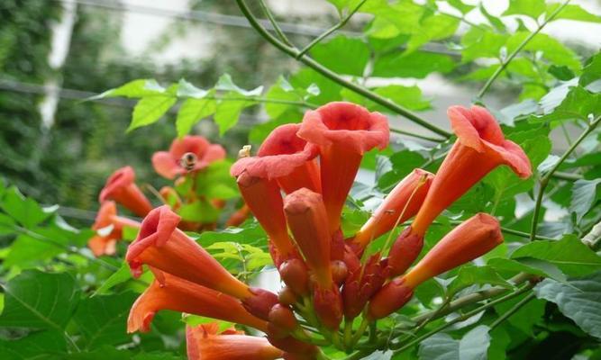 凌霄花(以凌霄花为主题的寓意象征及其——坚韧) 凌霄花(以凌霄花为主题的寓意象征及其——坚韧)