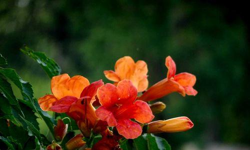 凌霄花(以凌霄花为主题的寓意象征及其——坚韧) 凌霄花(以凌霄花为主题的寓意象征及其——坚韧)