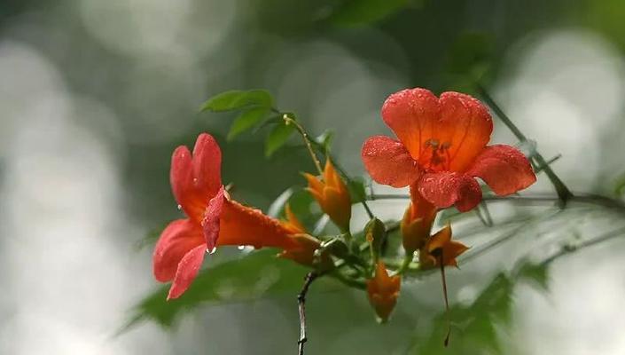 凌霄花(以凌霄花为主题的寓意象征及其——坚韧) 凌霄花(以凌霄花为主题的寓意象征及其——坚韧)