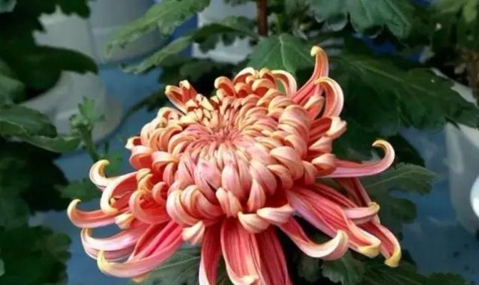 菊花的花语(追随自然的本心) 菊花的花语(追随自然的本心)
