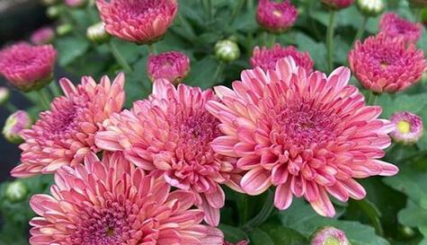 菊花的花语(追随自然的本心) 菊花的花语(追随自然的本心)