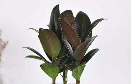 橡皮树露天养殖详解（室外也能成活的秘诀）