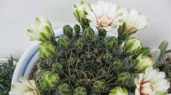 仙人球开花后的处理方法（保养技巧和剪枝要点）