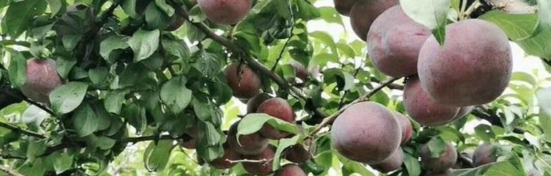 李子栽种时间的选择与技巧（掌握关键时间点）